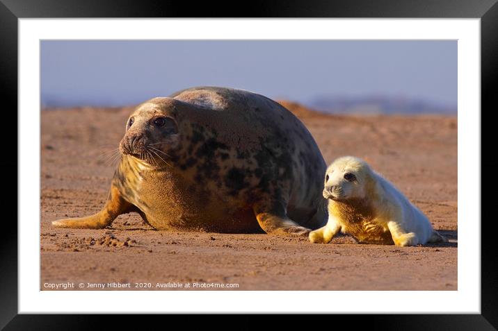 Grey seal with pup Framed Mounted Print by Jenny Hibbert