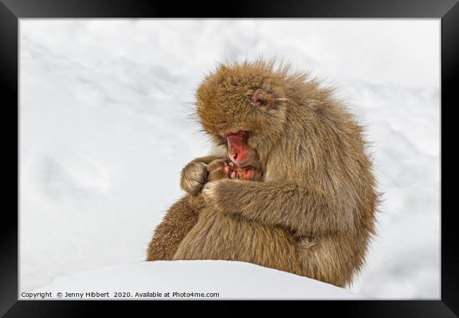 Mother Snow Monkey cuddling young Framed Print by Jenny Hibbert
