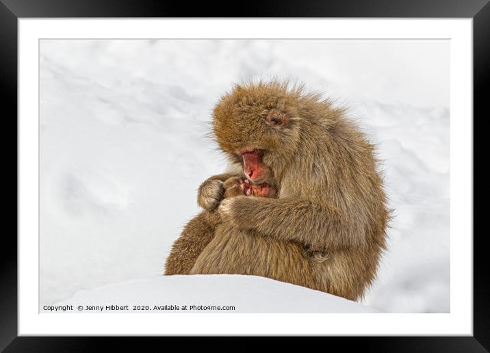 Mother Snow Monkey cuddling young Framed Mounted Print by Jenny Hibbert