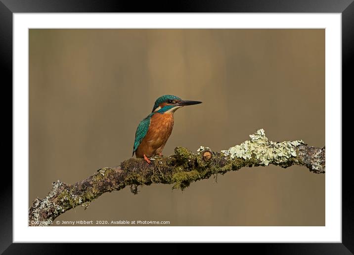 Kingfisher on perch Framed Mounted Print by Jenny Hibbert