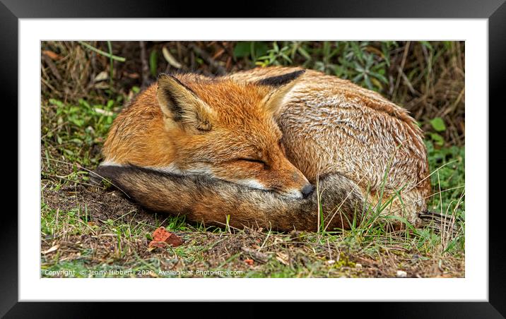 Red Fox sleeping Framed Mounted Print by Jenny Hibbert