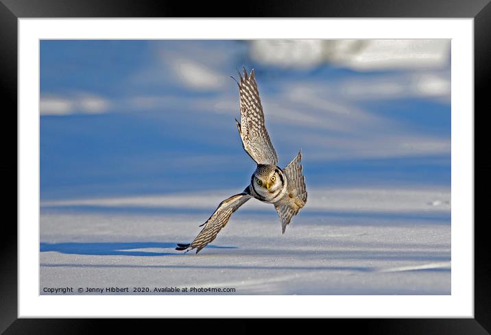 Hawk Owl hunting over snow Framed Mounted Print by Jenny Hibbert
