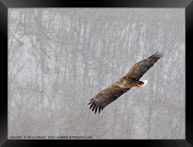 White tailed eagle flying through snow in Hokkaido Framed Print by Jenny Hibbert