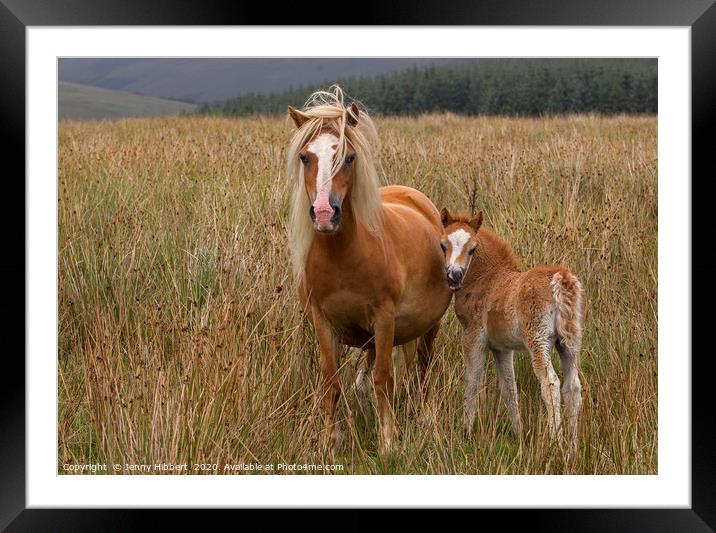 Foal with Mare  Framed Mounted Print by Jenny Hibbert