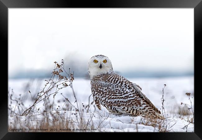 Snowy Owl Framed Print by Jenny Hibbert