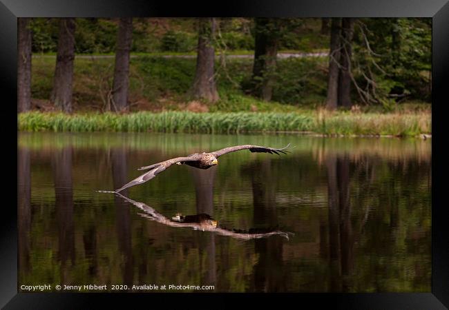 White Tailed Eagle skims the lake Framed Print by Jenny Hibbert