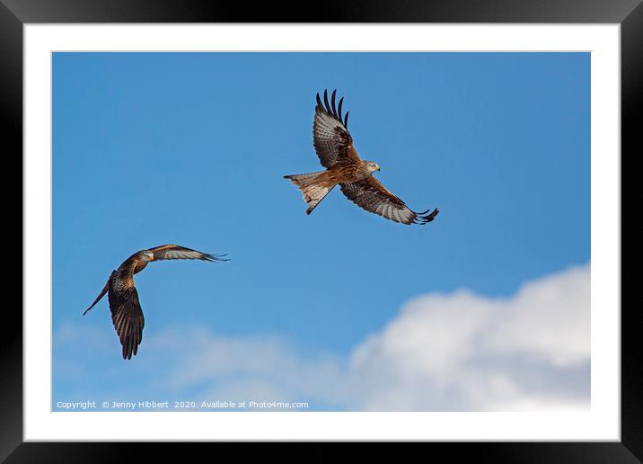 Two Red Kites in flight Framed Mounted Print by Jenny Hibbert