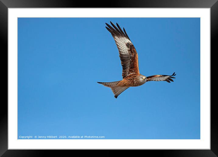 Red Kite hunting Framed Mounted Print by Jenny Hibbert