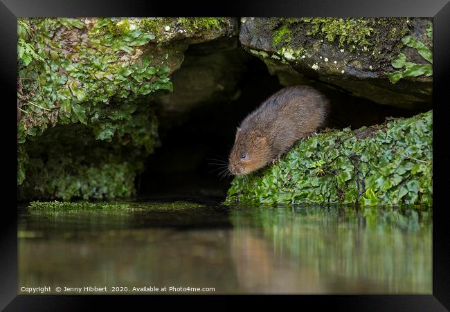 Water Vole about to enter water Framed Print by Jenny Hibbert