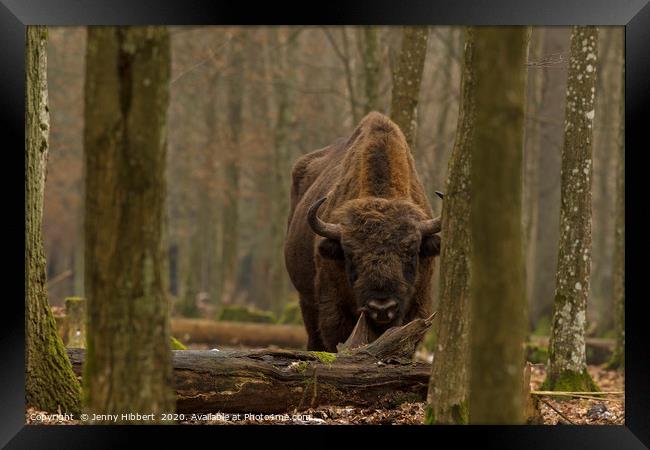Large European Bison in Bialowieza Poland Framed Print by Jenny Hibbert