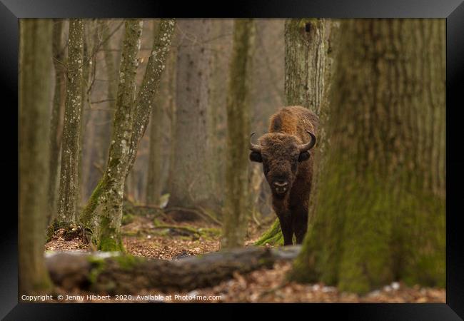 European Bison staring in Bialowieza forest Poland Framed Print by Jenny Hibbert