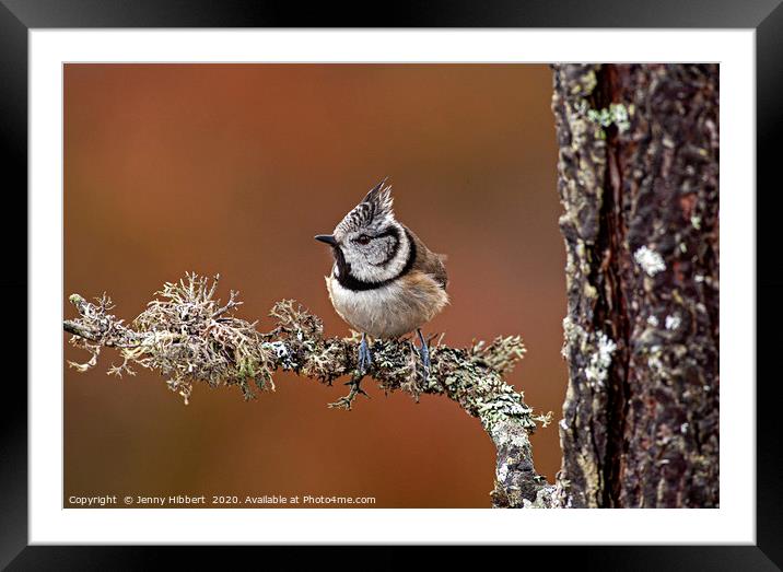 Crested Tit on lichen branch Framed Mounted Print by Jenny Hibbert