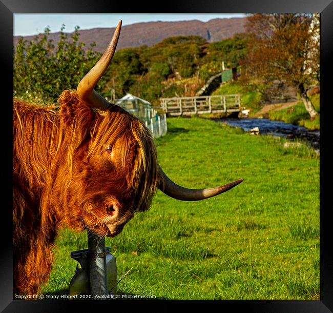 Highland cow enjoying a scratch on sign post Framed Print by Jenny Hibbert