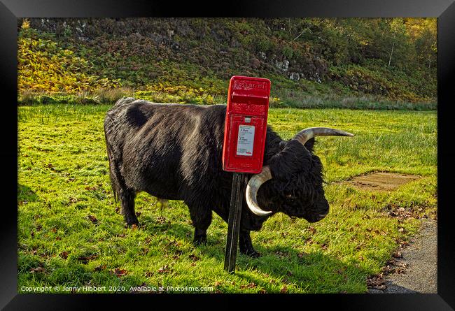 Highland cow enjoying a scratch against a post box Framed Print by Jenny Hibbert