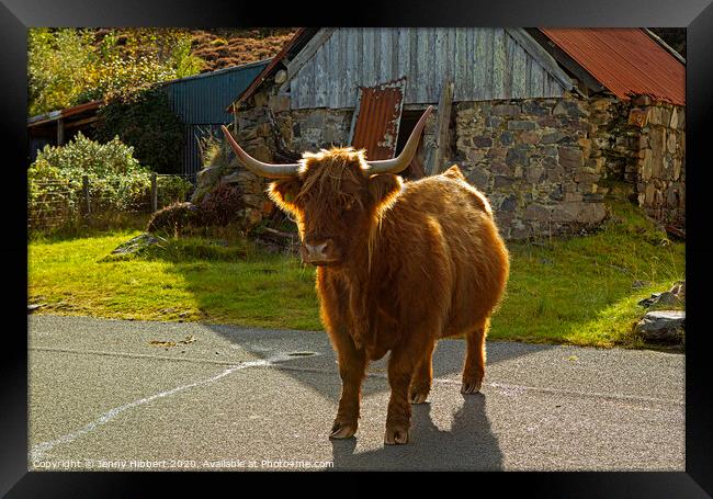 Highland Cow in crofting hamlet of Duirinish Framed Print by Jenny Hibbert