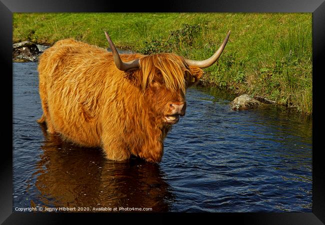 Highland cow cooling off in the stream Framed Print by Jenny Hibbert