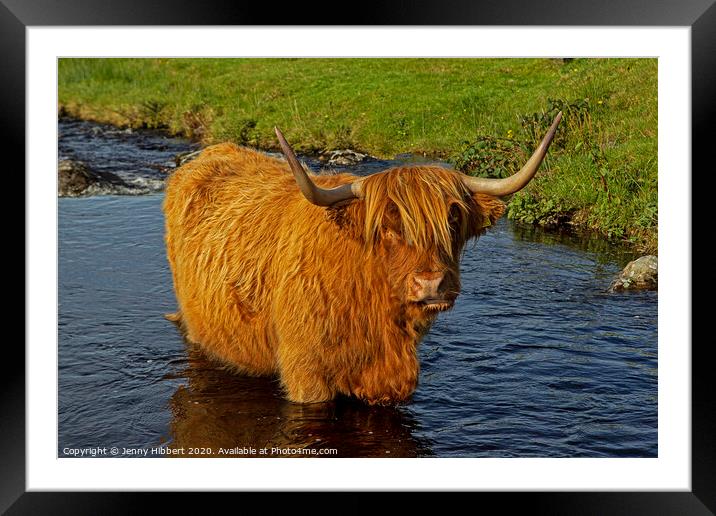 Highland cow standing in a stream in Duirinish Framed Mounted Print by Jenny Hibbert