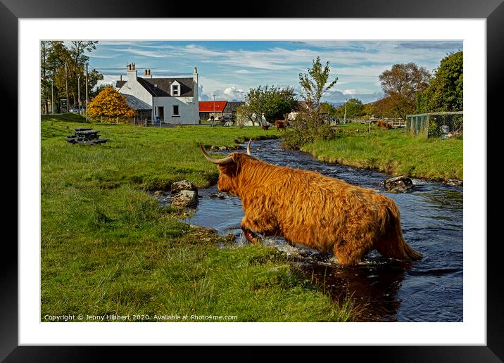 Highland cow leaving the stream in Duirinish Framed Mounted Print by Jenny Hibbert