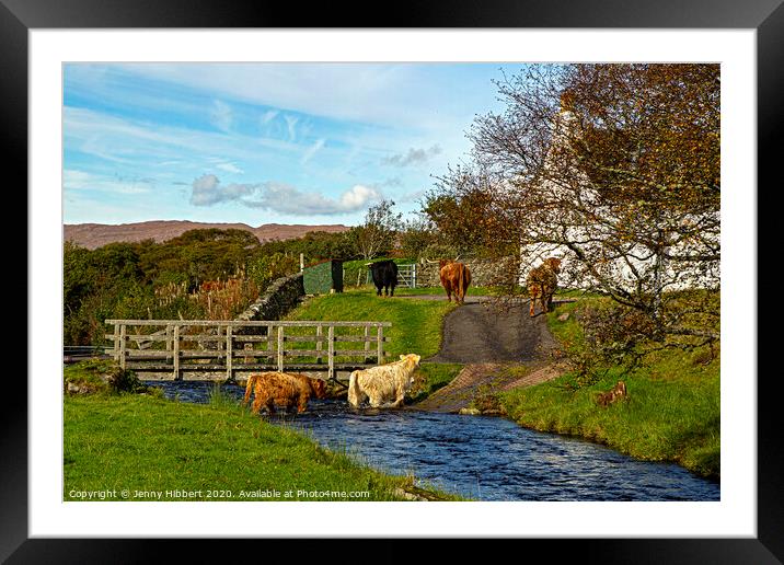 Highland cattle walking through stream to get to their field Framed Mounted Print by Jenny Hibbert