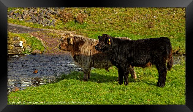 Two young Highland cattle reluctant to go through the stream Framed Print by Jenny Hibbert