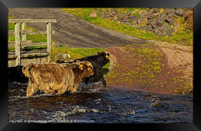Young Highland cattle crossing the stream Framed Print by Jenny Hibbert
