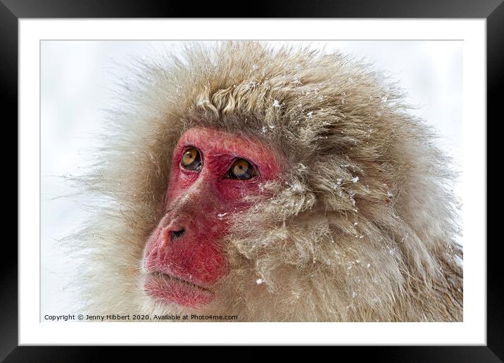 Close up of Snow Monkey Framed Mounted Print by Jenny Hibbert