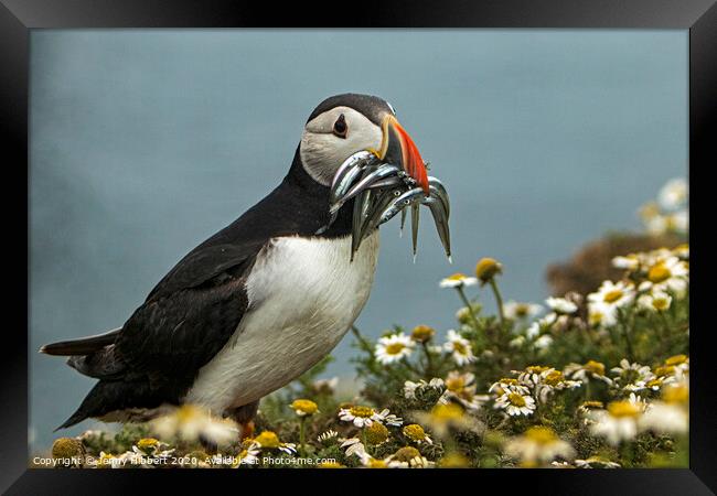 Puffin with Sand eels on Skomer Island Framed Print by Jenny Hibbert