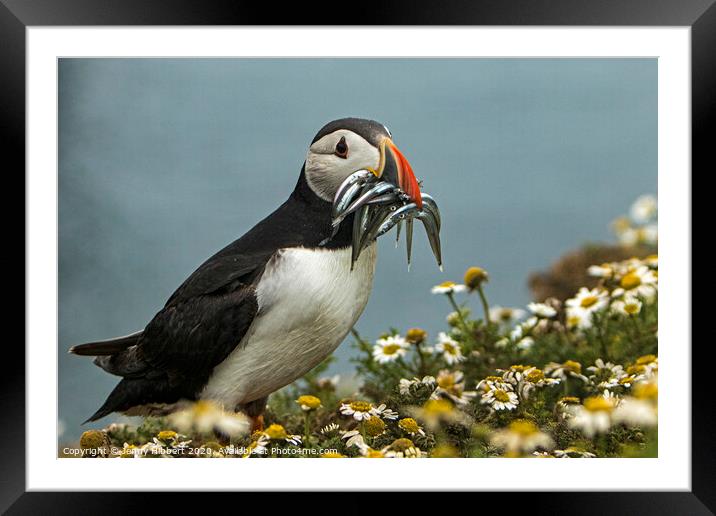 Puffin with Sand eels on Skomer Island Framed Mounted Print by Jenny Hibbert