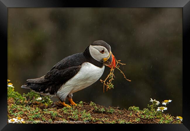 Puffin collecting nesting material Framed Print by Jenny Hibbert