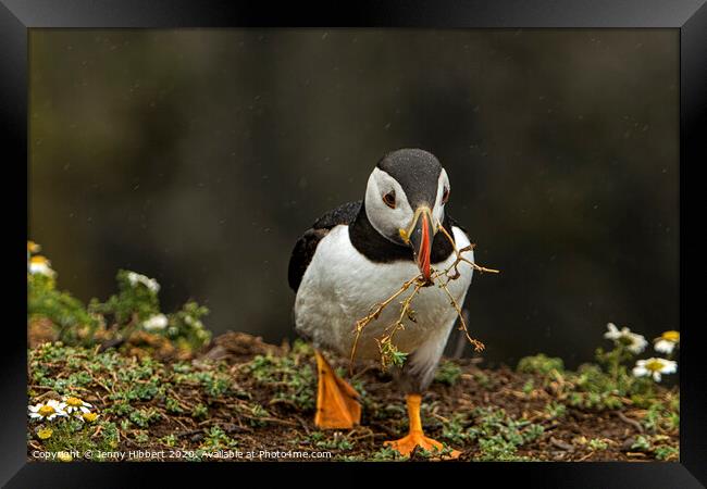 Puffin walking towards burrow with nesting material on Skomer Island Framed Print by Jenny Hibbert