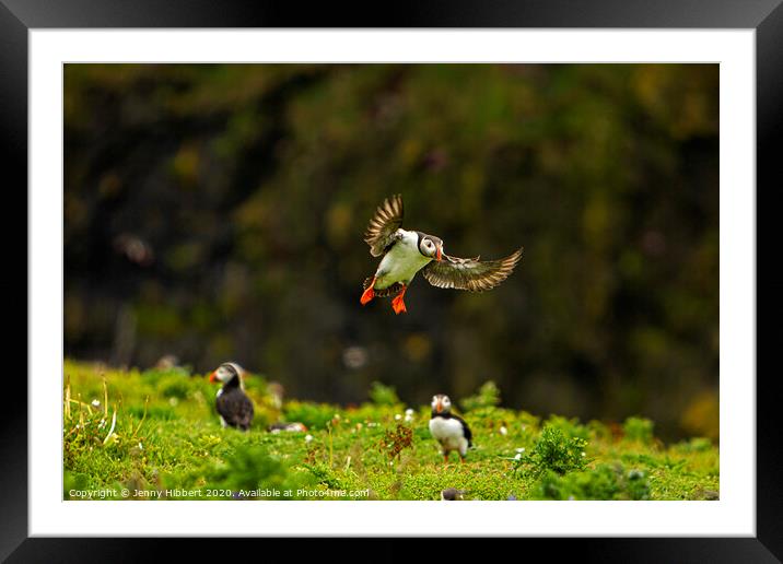Puffin returning to burrow on Skomer Island Pembrokeshire Framed Mounted Print by Jenny Hibbert