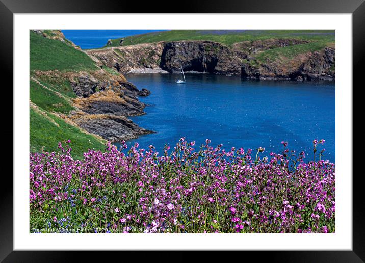 Skomer Island Pembrokeshire with the Pink Campion is flowering Framed Mounted Print by Jenny Hibbert