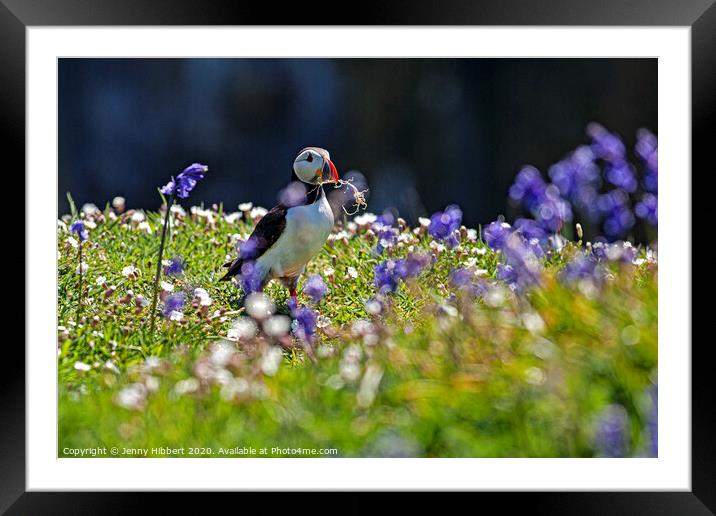 Puffin collecting nesting material amongst the bluebells Skomer Island Framed Mounted Print by Jenny Hibbert