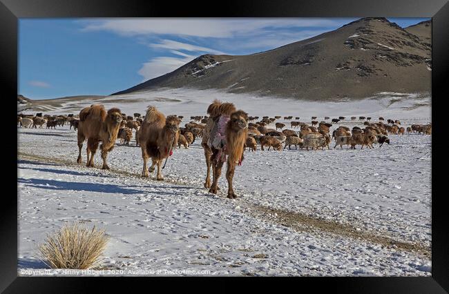 A herd of cattle walking across a snow covered mountain Framed Print by Jenny Hibbert