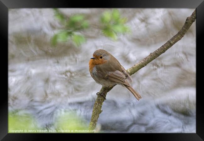 A Robin perched above a fast flowing river Framed Print by Jenny Hibbert