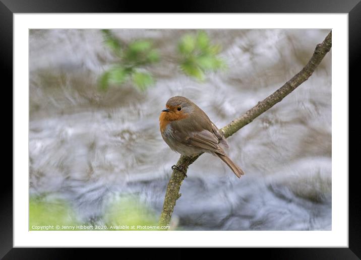 A Robin perched above a fast flowing river Framed Mounted Print by Jenny Hibbert