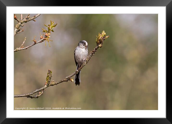 Long Tailed Tit  Framed Mounted Print by Jenny Hibbert