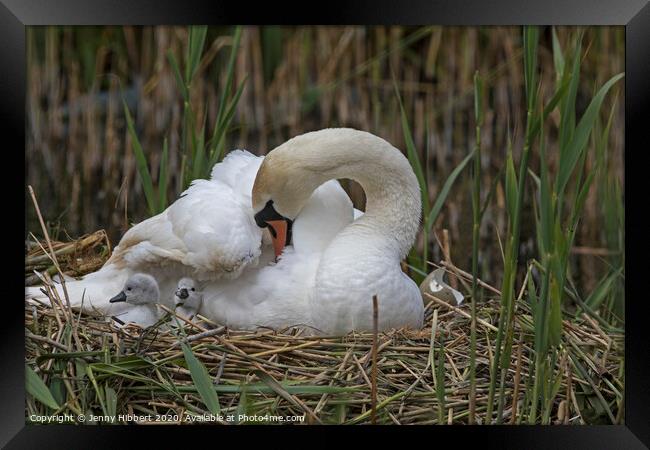 Mute Swan on nest with young Cygnets Framed Print by Jenny Hibbert