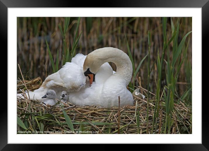 Mute Swan on nest with young Cygnets Framed Mounted Print by Jenny Hibbert