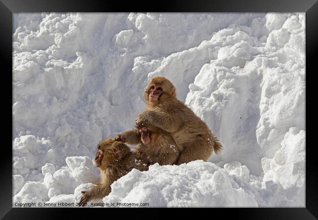 Three baby Snow Monkeys Framed Print by Jenny Hibbert