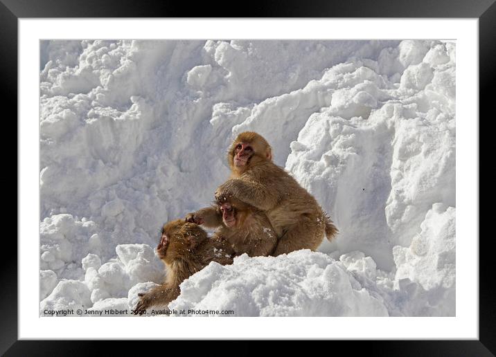 Three baby Snow Monkeys Framed Mounted Print by Jenny Hibbert