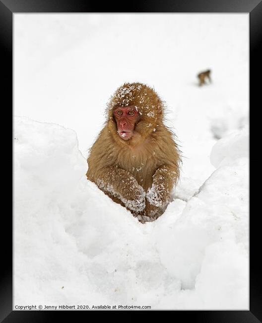 Young Snow Monkey sitting in deep snow Framed Print by Jenny Hibbert