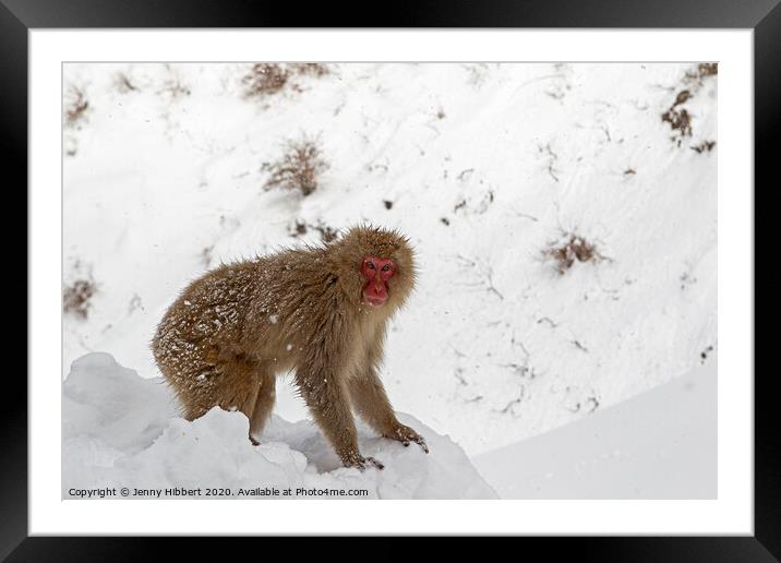 Adult Snow Monkey searching for food Framed Mounted Print by Jenny Hibbert