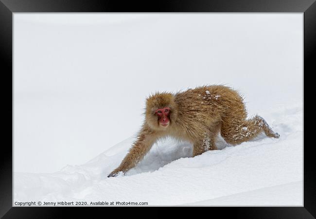 Adult Snow Monkey walking through snow Framed Print by Jenny Hibbert