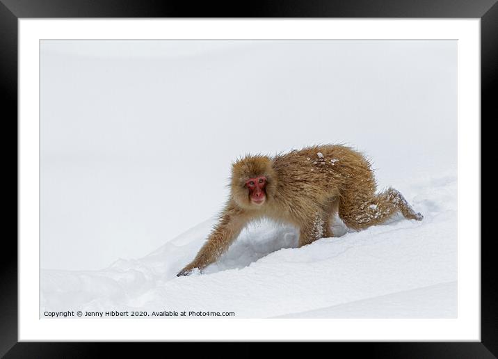 Adult Snow Monkey walking through snow Framed Mounted Print by Jenny Hibbert