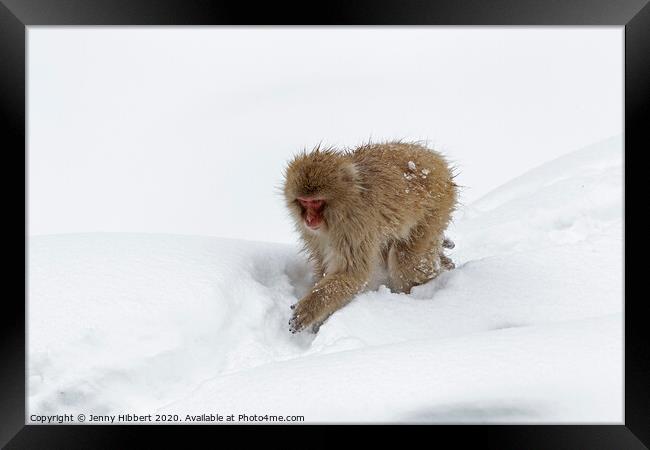 Adult Snow Monkey in heavy snow Framed Print by Jenny Hibbert