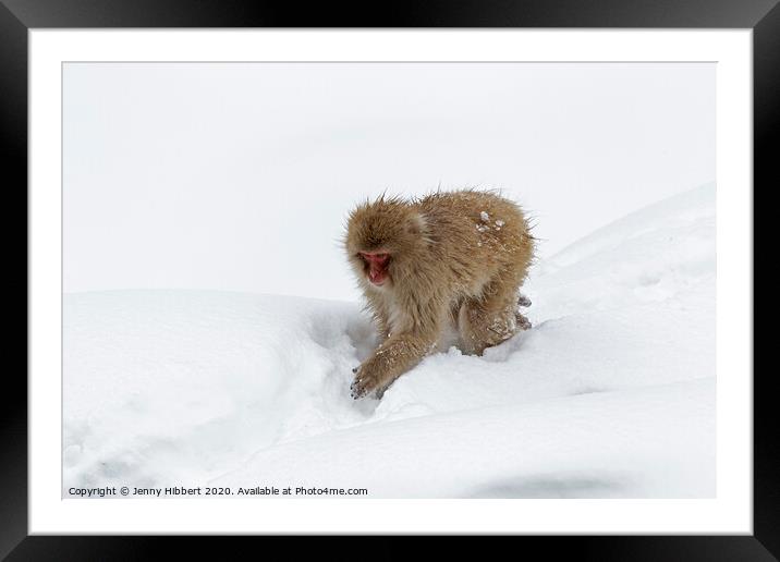 Adult Snow Monkey in heavy snow Framed Mounted Print by Jenny Hibbert