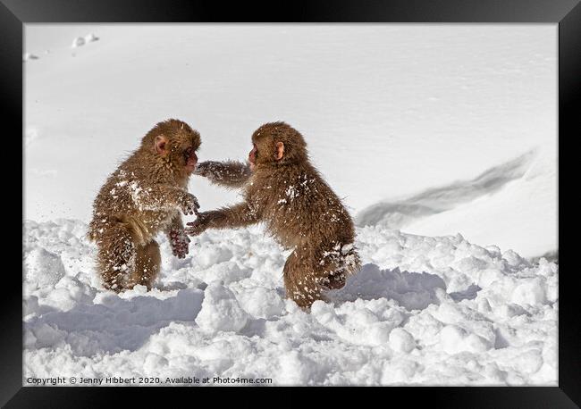 Two baby Snow Monkeys playing in the snow Framed Print by Jenny Hibbert