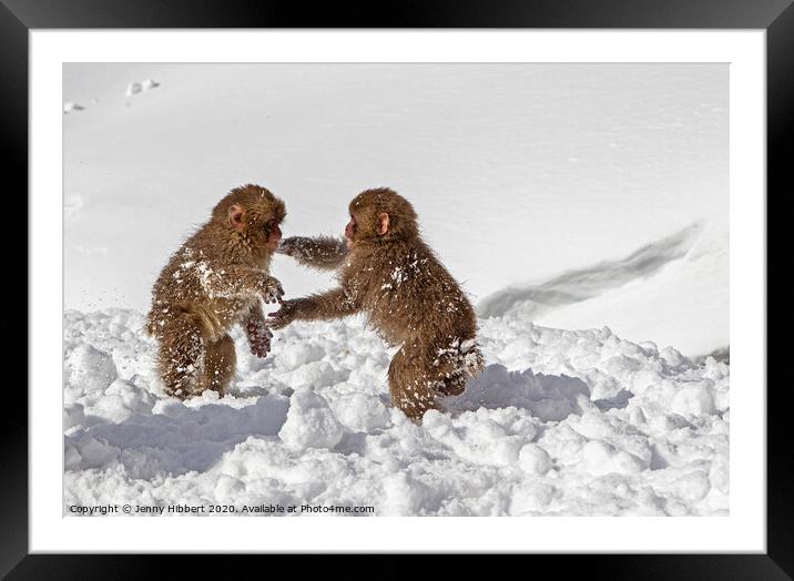 Two baby Snow Monkeys playing in the snow Framed Mounted Print by Jenny Hibbert