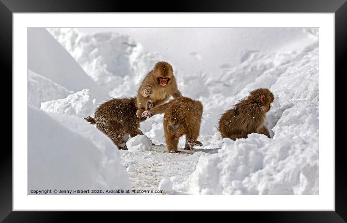 Baby Snow monkeys playing tag in the snow Framed Mounted Print by Jenny Hibbert